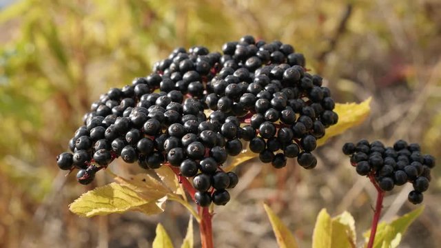 Shallow DOF Danewort herbaceous elder plant slow-mo 