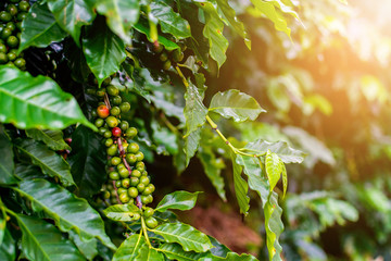 Raw Coffee Beans in Chiang Rai Province, Northern Thailand.