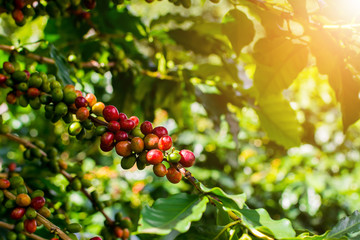 Raw Coffee Beans in Chiang Rai Province, Northern Thailand.