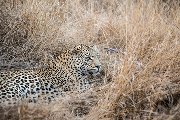 Leopard in the Savanna
