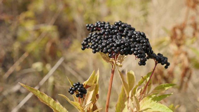Slow motion of Sambucus ebulus close-up footage - Danewort herbaceous elder plant shallow DOF video 