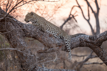 Leopard in the Tree