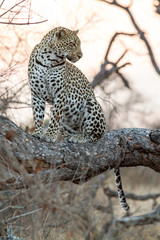 Fototapeta na wymiar Leopard in the Tree