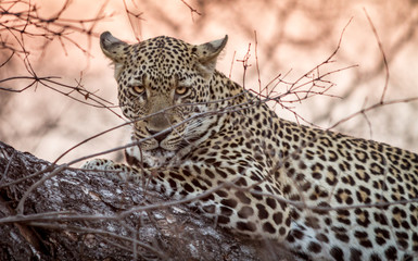 Leopard in the Tree