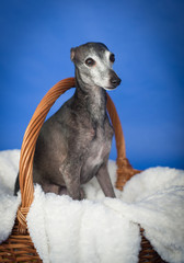 A rare breed of dogs, a levretka
