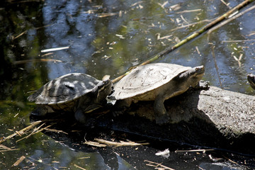 Fototapeta premium tortoise