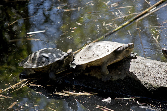 tortoise