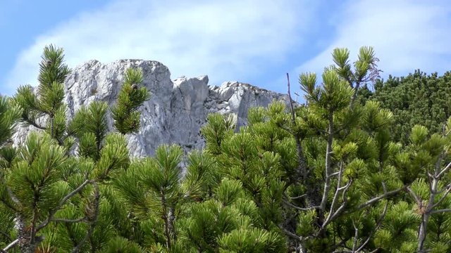 Bergkiefer, Mountain pine (Pinus mugo)