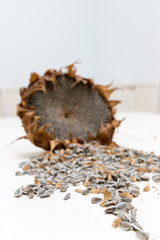Single Freshly harvested and dried sunflower head and seeds on white background painted wooden rustic table with copy space