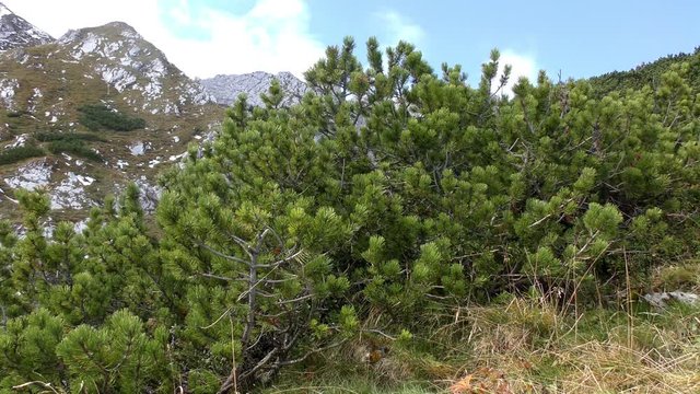 Bergkiefer, Mountain pine (Pinus mugo)