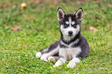 Husky puppy on the grass