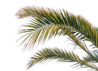isolated palm leaves