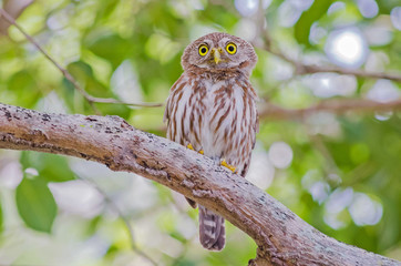 Ferruginous Pygmy-Owl