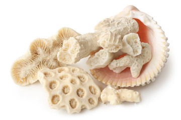 Seashell and corals
