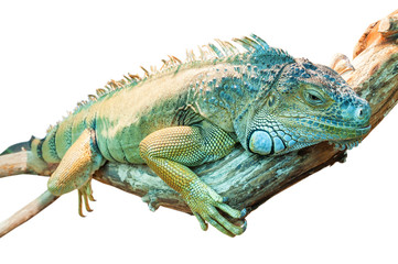 live iguana isolated