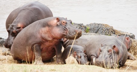 Hippo 