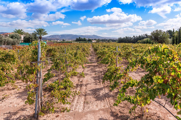 Fototapeta na wymiar lush grape plantation