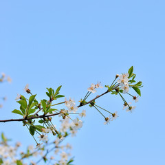 Blossoms of cherry tree