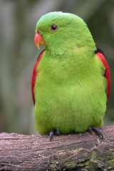 red winged parrot