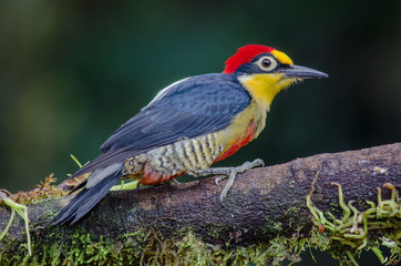 Yellow-fronted Woodpecker