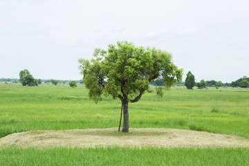 Fototapeta na wymiar A single tree in the countryside.