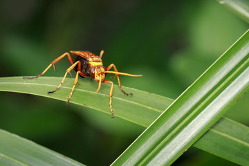 Image of wasp on green leaves. Insect. Animal