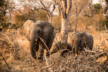 Elephant Family © Vollverglasung