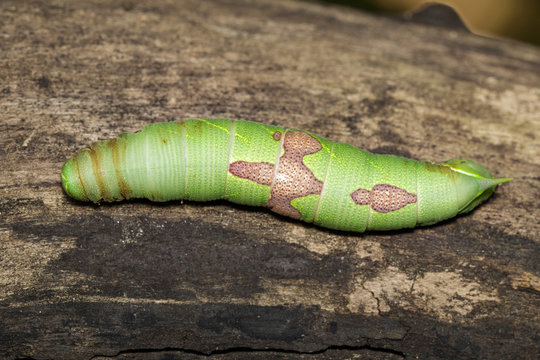 Image of green caterpillar on brown dry timber. Insect. Animal