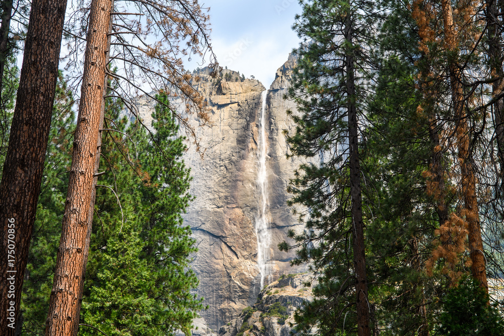 Wall mural amazing view of yosemite fall from woods