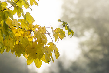 Herbstliche Ahornblätter