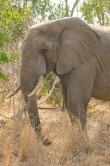 Fototapeta premium Elephant Portrait