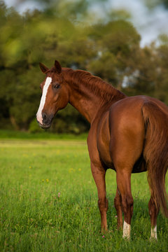 Warmblut auf der Koppel