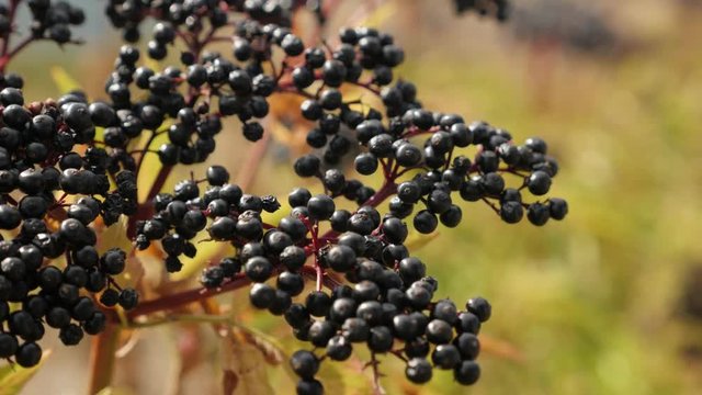 Close-up of Sambucus ebulus in the field - Danewort herbaceous elder plant shallow DOF