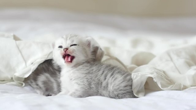 Cute tabby kittens playing under white blanket slow motion 