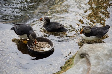 Penguin at the zoo (4th)