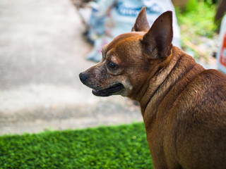 Brown dog with neck fat.
