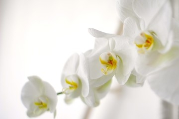 Naklejka na ściany i meble 蘭の花、白