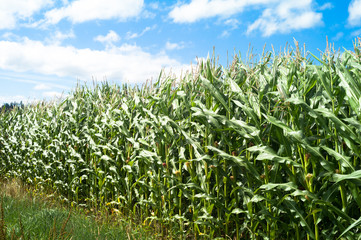 Fields of maize