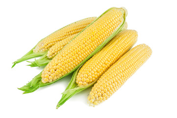 ripe corn (maize) on white