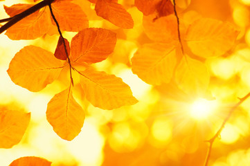 Autumn leaves on sun