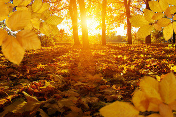  Autumn leaves on the sun © Alekss