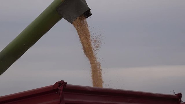 Combine harvester auger unloading harvested corn into tractor trailer. Agricultural machinery and equipment work in the field of cultivated maize crop.