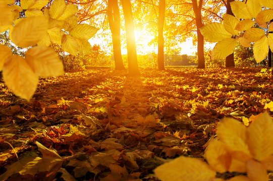  Autumn leaves on the sun