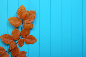  autumn leaves on wood