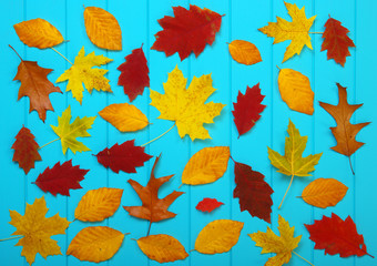Fototapeta na wymiar autumn leaves on blue background