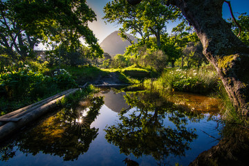 Trees reflected in the river crossing on the Noordhoek Common