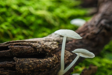 Mushroom and moss in nature