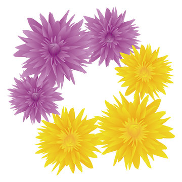 紫と黄色の菊