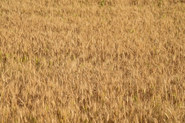 Summer autumn yellow wheat field ear spike spica