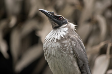 noisy friar bird